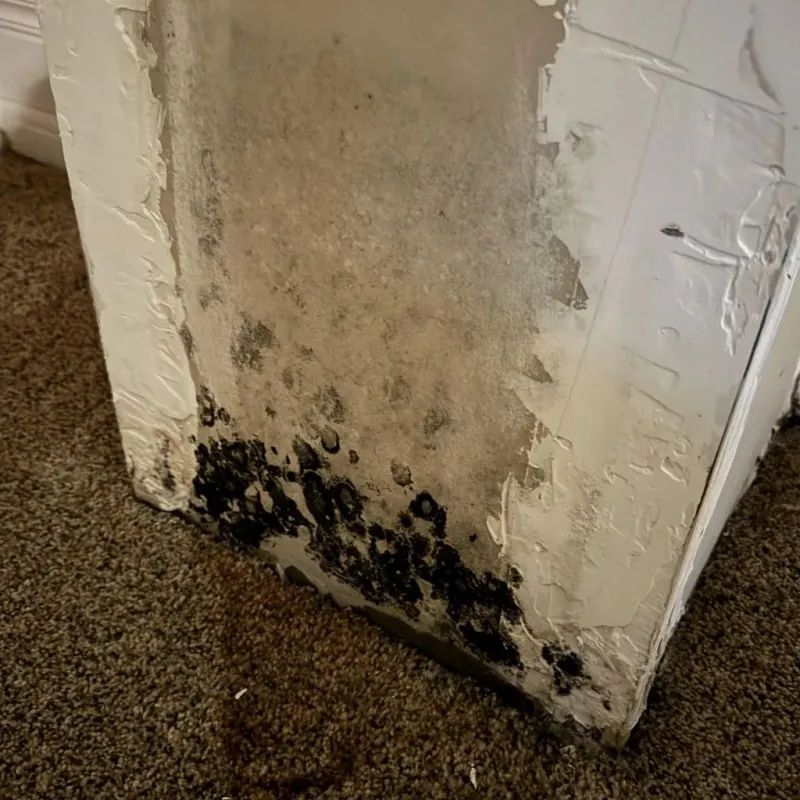 Professional Mold Removal in Manhattan, MT